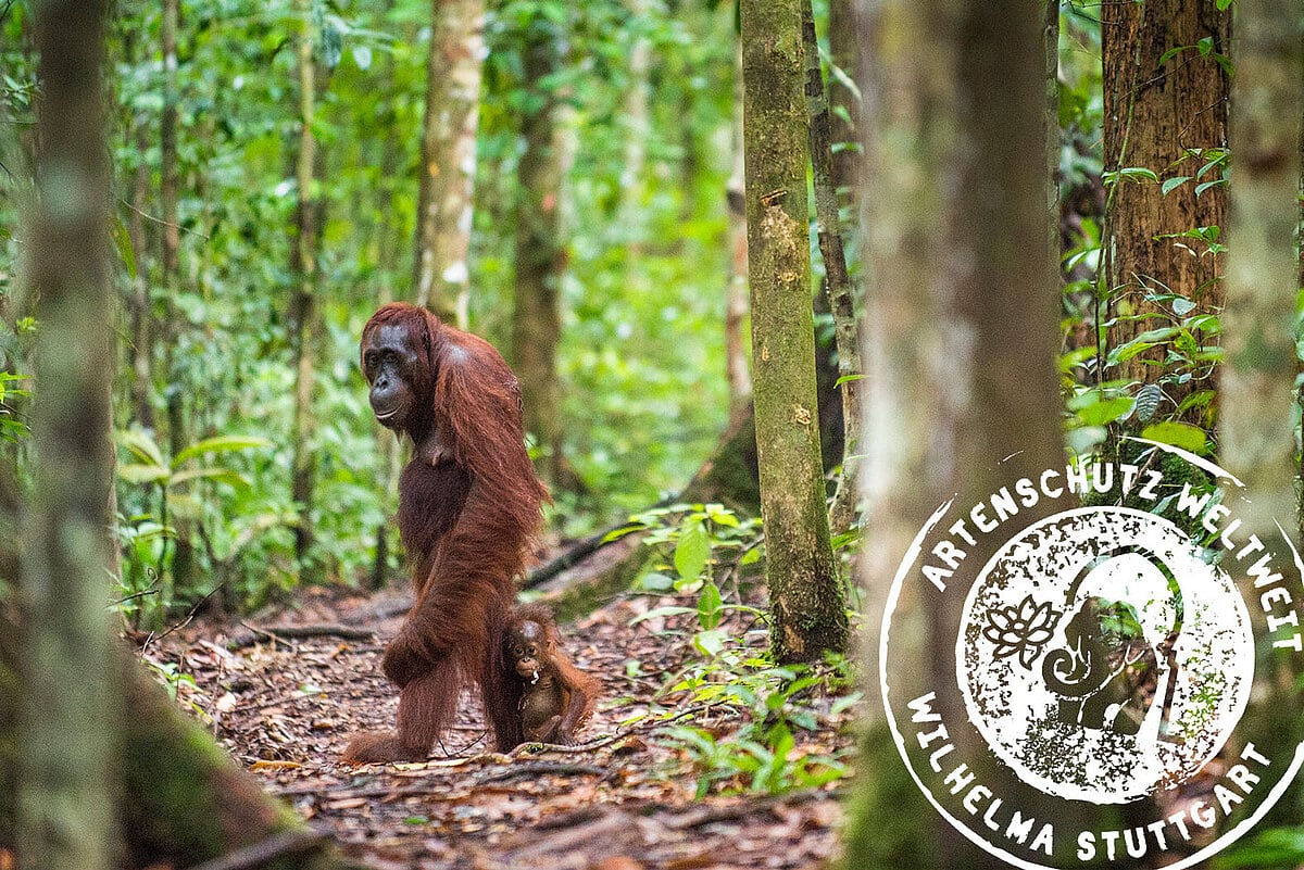 csm artenschutzeuro infobox bde5239d6c